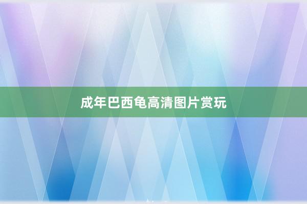 成年巴西龟高清图片赏玩